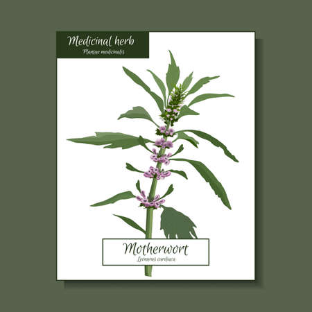 Vector botanical illustration. Leonurus cardiaca plant isolated on white background. Mother wort with pink flowers, green stem and leaves. Medicinal herb. Plantae medicinalis.のイラスト素材