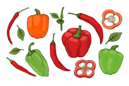 Vector set with red, green, orange pepper. Isolated fresh pepper, paprika, chilli with stems, leaves, seeds, whole and sliced. Summer harvest. For template, cards, menu, dietary brochures, spices.のイラスト素材