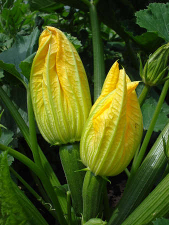 Young fresh green zucchini with large yellow structural flowers. Garden plant and culinary delicacy. Close up zucchini buds.の写真素材