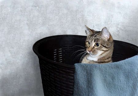The cat is sitting in a brown Laundry basket with a blue towel. Cute kitten with yellow eyes on the background of a plaster wall.の写真素材