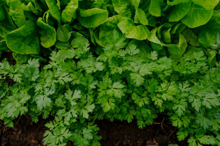 Delicate leaves of parsley and lettuce close-up. Healthy and vitamin green edible plants in the garden. Harvest from fresh herbs in a rustic vegetable garden.の写真素材