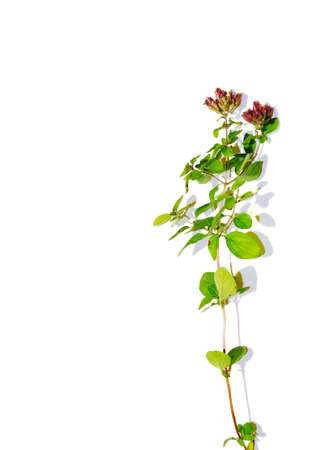 A sprig of oregano with inflorescences and leaves on a white background. Medicinal plant useful for health. Purple flowers of oregano with green leaves.の写真素材
