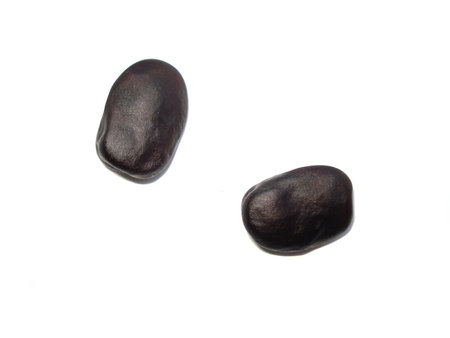 Vicia Faba, Broad Beans. Russian black beans. Two ripe grains.の写真素材