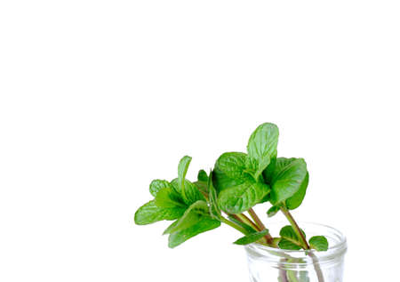 Sprigs of mint with leaves in a glass cup on a white background.