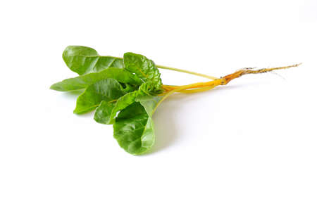 Yellow chard leaves on a white background. Useful edible plant close-up.