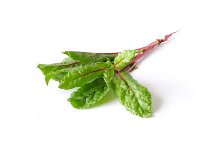 Red chard leaves on a white background. Useful edible plant close-up.