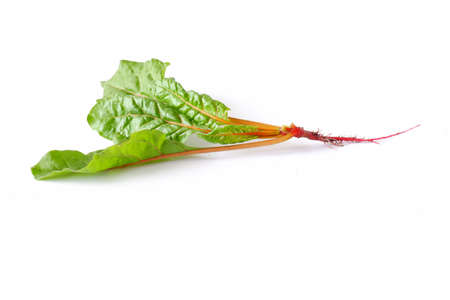 Orange chard leaves on a white background. Useful edible plant close-up.の写真素材