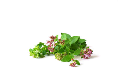 A sprig of oregano with flowers and leaves on a white background. Fragrant and useful medicinal plant close-up.の写真素材