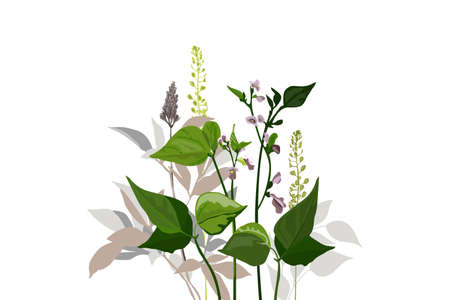Vector botanical illustration. Curly beans with purple flowers, green twigs, leaves and herbs.のイラスト素材