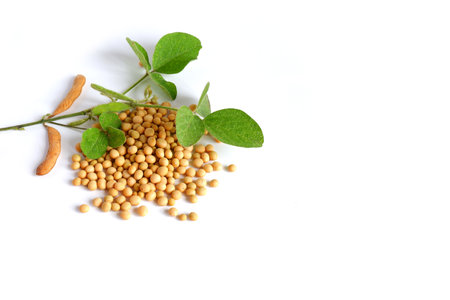 Glycine max. Soy. A fresh green plant with a stem, leaves, pods, beans and ripe grainsの写真素材