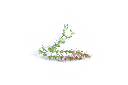 Two sprigs of hyssop with green leaves and pink flowers on a white background.の写真素材