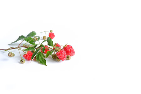 Sprig of raspberries with leaves and berries on a white background. Tasty and healthy berries on a...