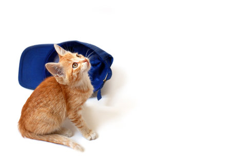 Ginger kitten with a blue baseball cap on a white background.の写真素材