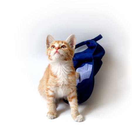 Ginger kitten with a blue baseball cap on a white background.の写真素材