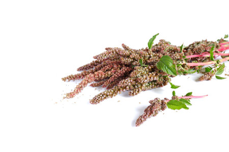 Sprigs of red quinoa with seeds on a white background. Garden plant close-up.の写真素材
