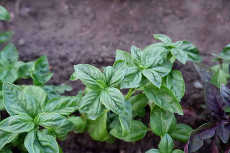 Italian basil. Fresh young basil grows on fertile soil. Close-up of edible garden plant.