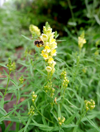 Yellow snapdragon flowers. The bee collects nectar and pollen from the flower.の写真素材