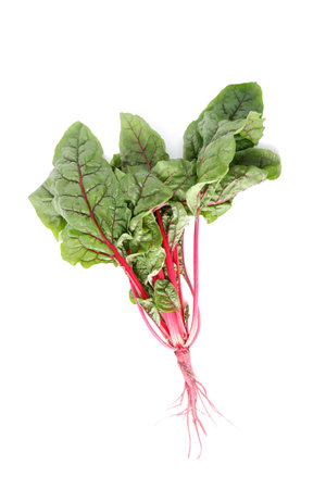 Red leaf beetroot, chard. A fresh plant with a root, petioles and leaves.