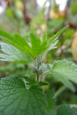 Leonurus cardiaca plant. Mother wort with green leaves.