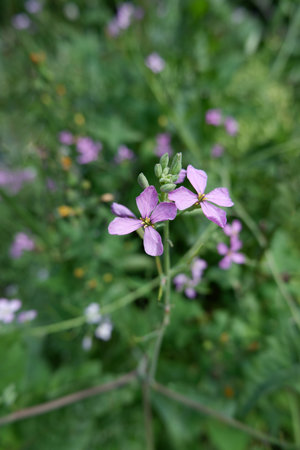Radish flowers. A garden plant in the flowering phase.
