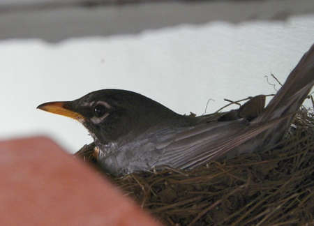 Robin in a Nestの写真素材