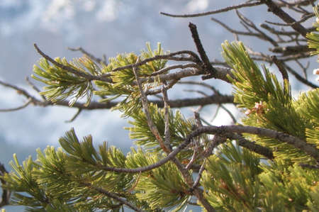 Pine Tree in the Mountainsの写真素材