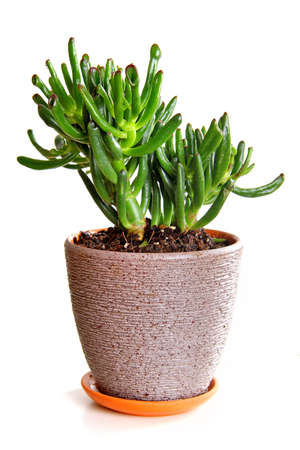 Houseplant Crassula Hobbit isolated over white backgroundの写真素材