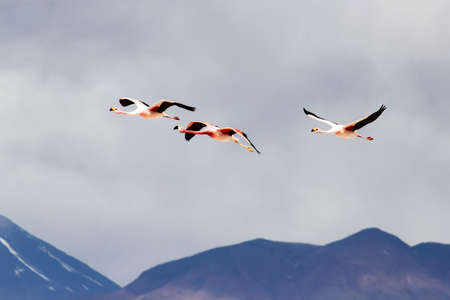 Flying flamingos over cloudy skyの写真素材