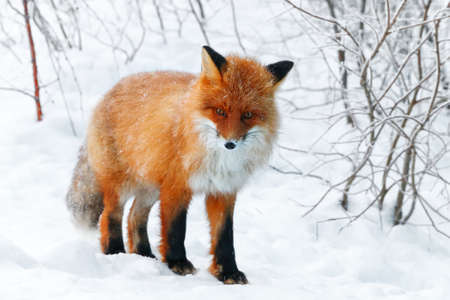 Young red fox in a snow covered woodの写真素材
