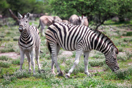 Wild zebras in an African savannaの写真素材