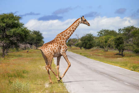 Giraffe crossing the road in South Africaの写真素材