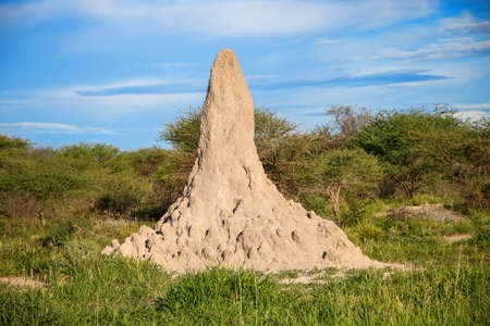 Termite mound in a South Africaの写真素材