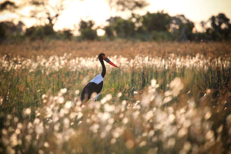 Saddle-billed stork in the Okavango delta at the background of sunsetの写真素材