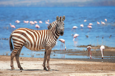 Plains zebra (Equus quagga) at the background of a lake with flamingosの写真素材