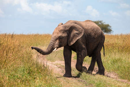 African bush elephant (Loxodonta africana) crossing the road