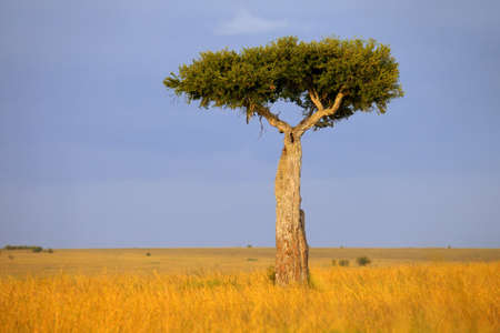 Lonely tree in an African savanna