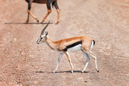 Thomson's gazelle (Eudorcas thomsonii) crossing the road in the Masai Mara National Park, Kenyaの素材 [FY310186288643]