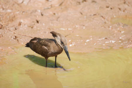 Hamerkop (Scopus umbreta) in the Lake Manyara National Park, Tanzaniaの写真素材