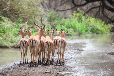 Herd of the Impala antelopes (Aepyceros melampus) in the Lake Manyara National Park, Tanzaniaの写真素材