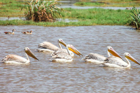 Great white pelicans (Pelecanus onocrotalus) in the Lake Nakuru National Park, Kenyaの写真素材