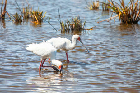 African spoonbills (Platalea alba) looking for a food in the Lake Nakuru National Park, Kenya