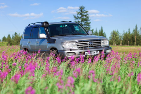 Novyy Urengoy, Russia - July 9, 2022: Offroad car Toyota Land Cruiser 100 in the rosebay willowherb field.のeditorial素材