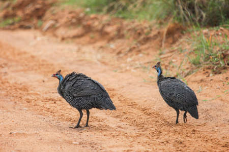 Pair of the helmeted guineafowls (Numida meleagris) in the Masai Mara National Park, Kenyaの写真素材