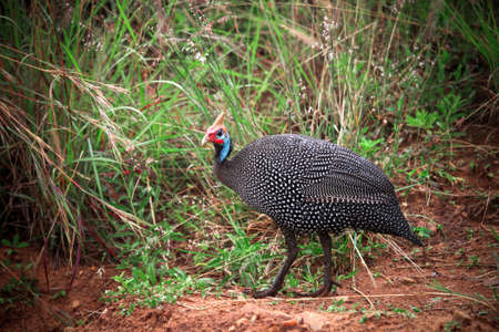 Helmeted guineafowl (Numida meleagris) in the Masai Mara National Park, Kenya