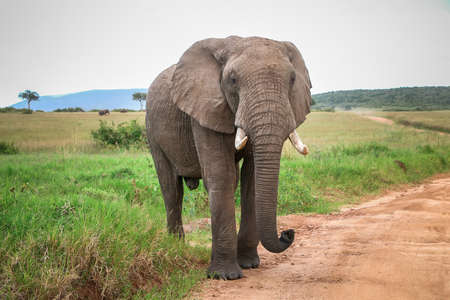 Big male African bush elephant (Loxodonta africana) coming out into the open in the Masai Mara...