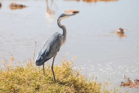 Black-headed heron (Ardea melanocephala) in the Lake Nakuru National Park, Kenyaの写真素材
