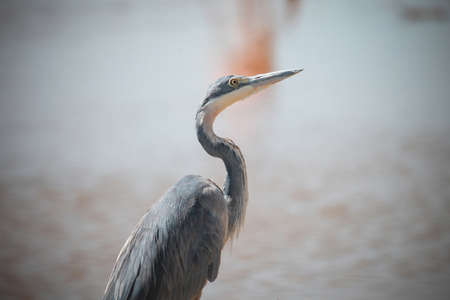 Black-headed heron (Ardea melanocephala) in the Lake Nakuru National Park, Kenyaの写真素材