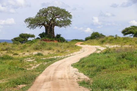 Curvy road near the baobab tree in an African savannaの写真素材