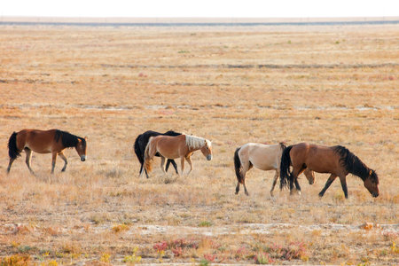 Herd of horses in a steppe