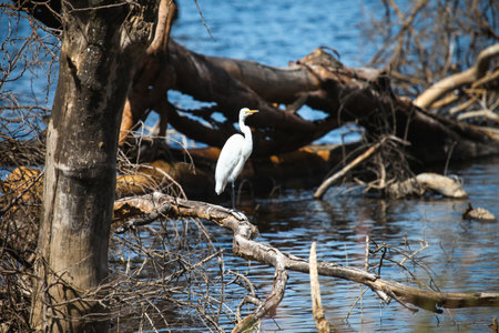 Great white egret (Ardea alba) on a dry treet